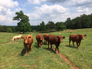 Calves grow on steroids